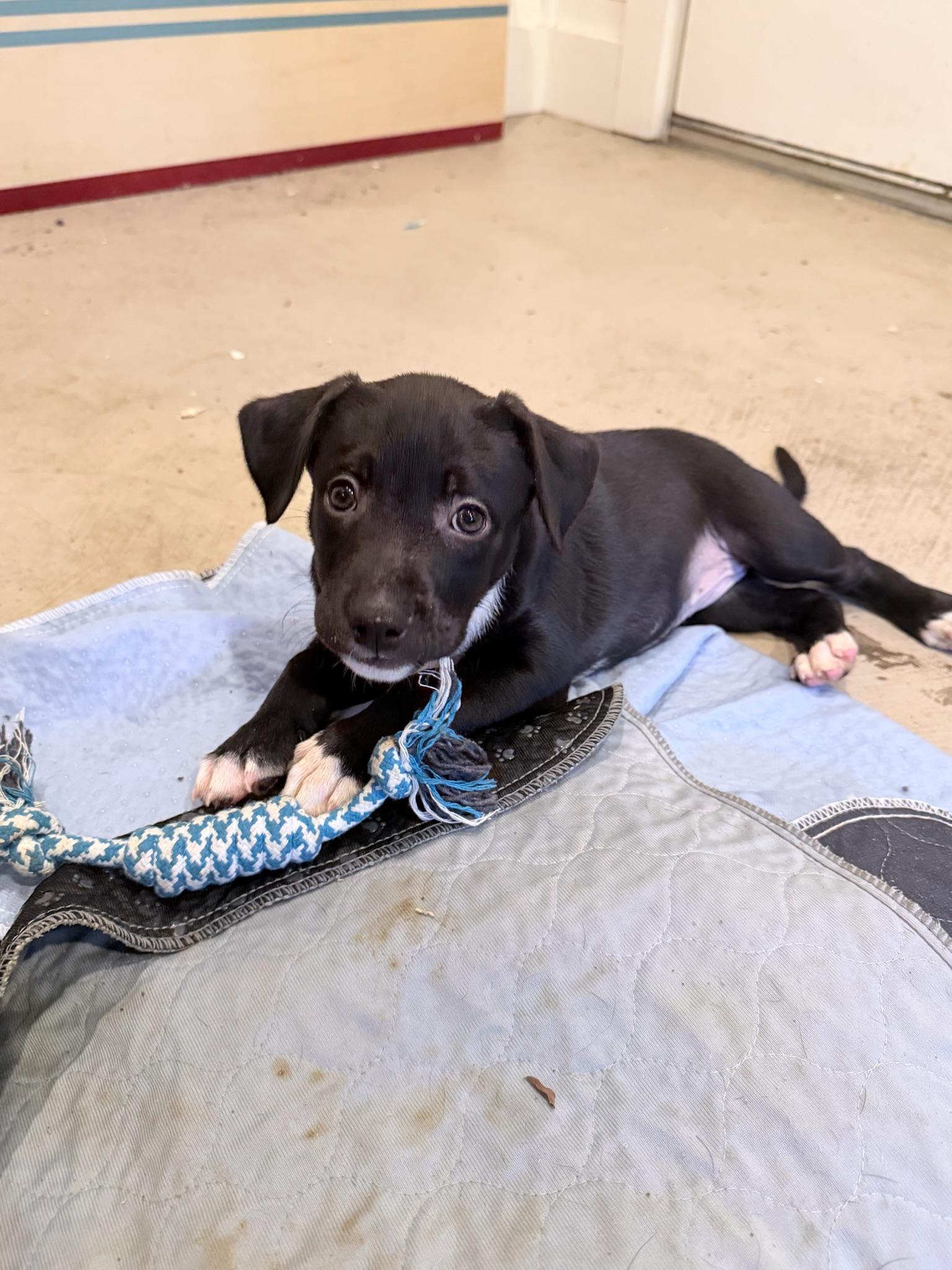 Enlarge Audrey Hepburn, a Adoptable Mixed Breed in Memphis, TN image 2/5