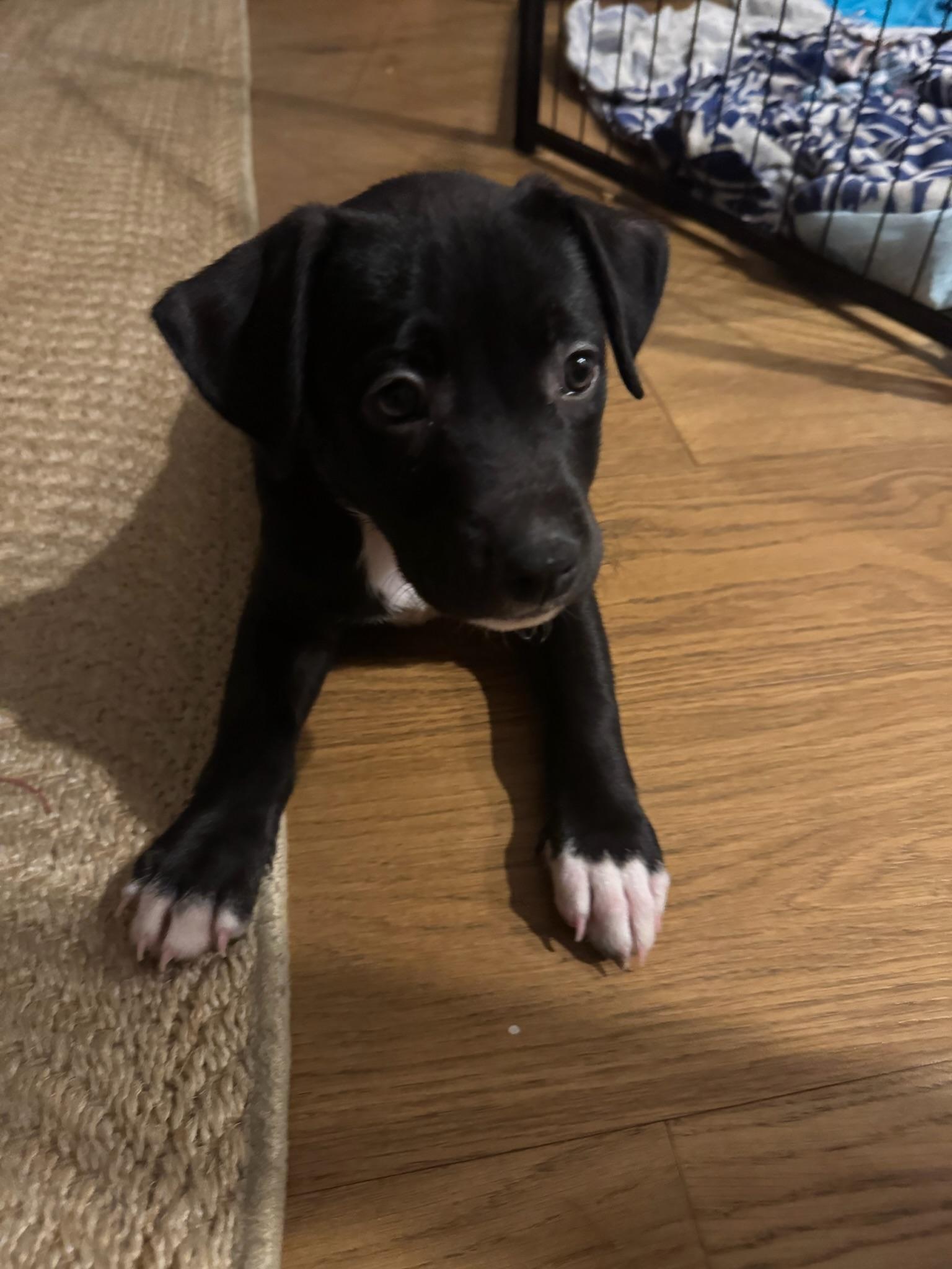 Enlarge Audrey Hepburn, a Adoptable Mixed Breed in Memphis, TN image 4/6