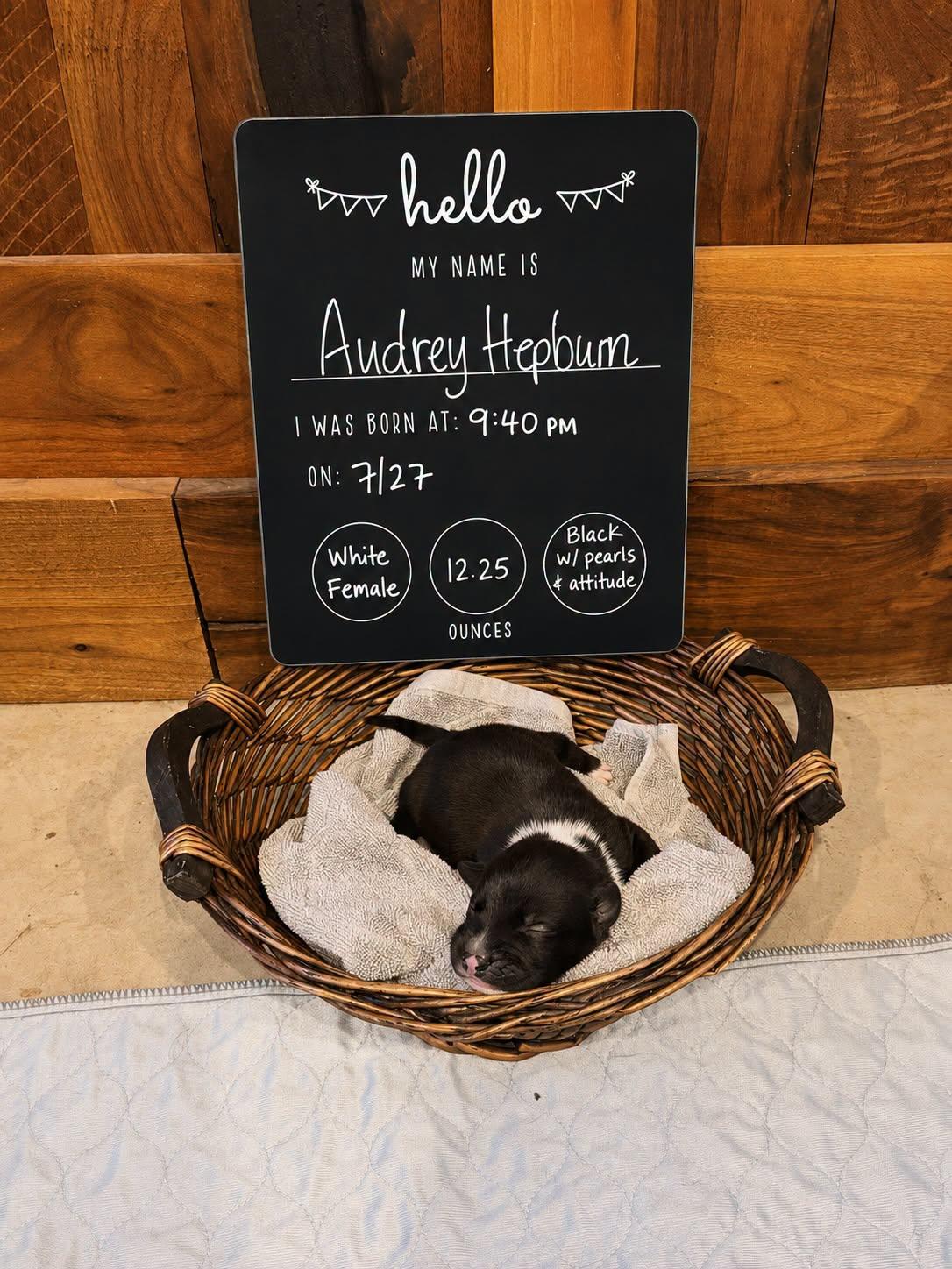 Audrey Hepburn, Adoptable, Puppy Female Mixed Breed.