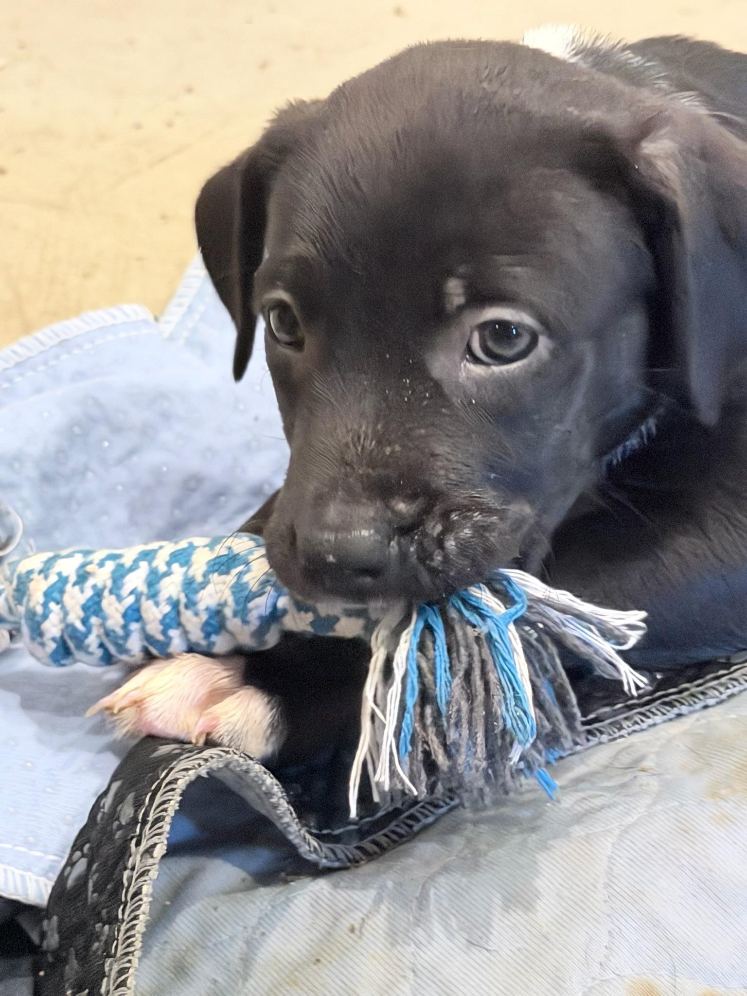 Enlarge Audrey Hepburn, a Adoptable Mixed Breed in Memphis, TN image 4/5