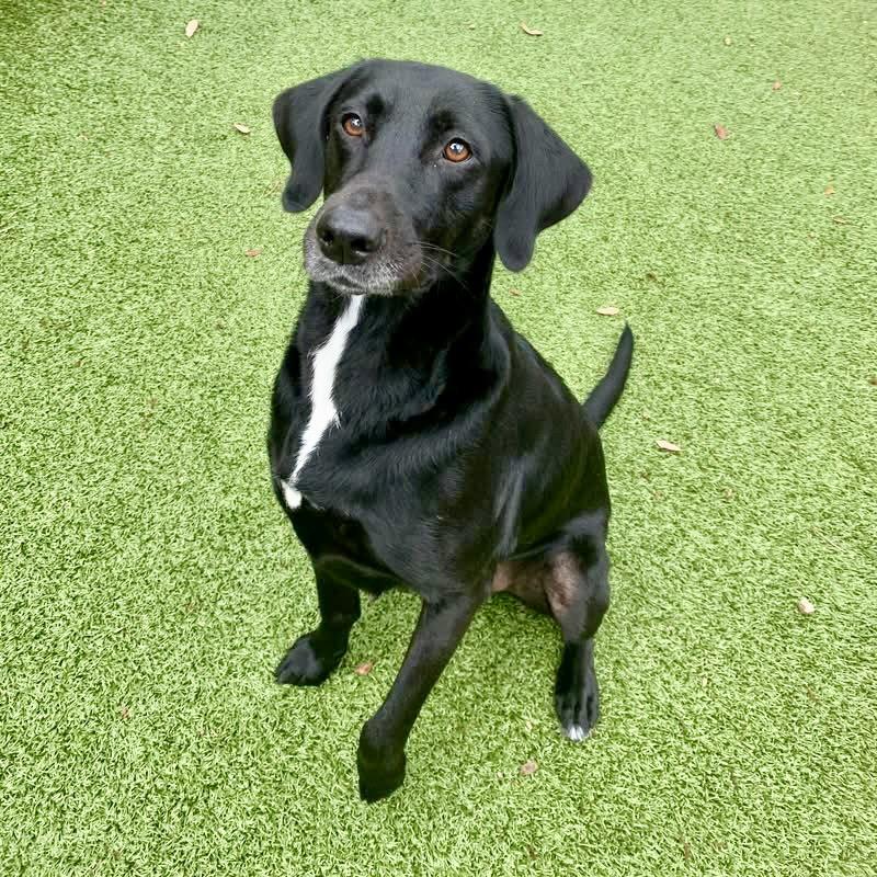Seattle, a Adoptable Labrador Retriever in Hilton Head Island, SC image 1/2