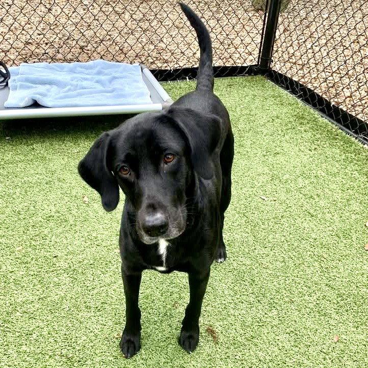 Seattle, a Adoptable Labrador Retriever in Hilton Head Island, SC image 2/2