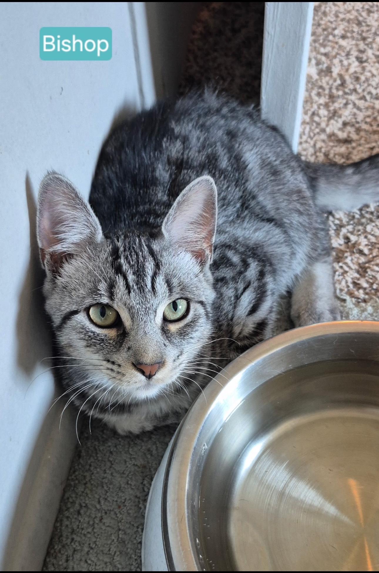 Bishop, a Adoptable mixed breed in Rochester Hills, MI image 1/4