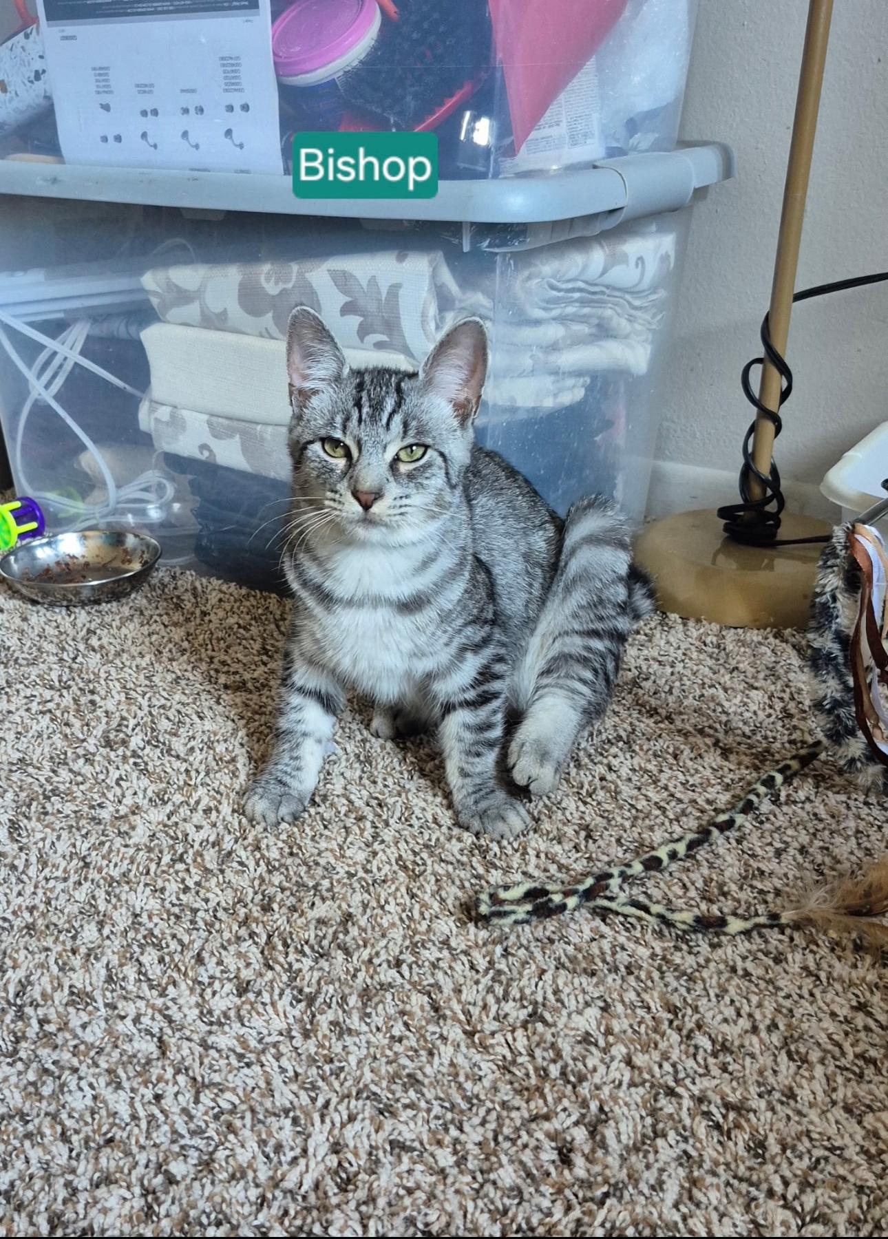 Bishop, a Adoptable mixed breed in Rochester Hills, MI image 2/4