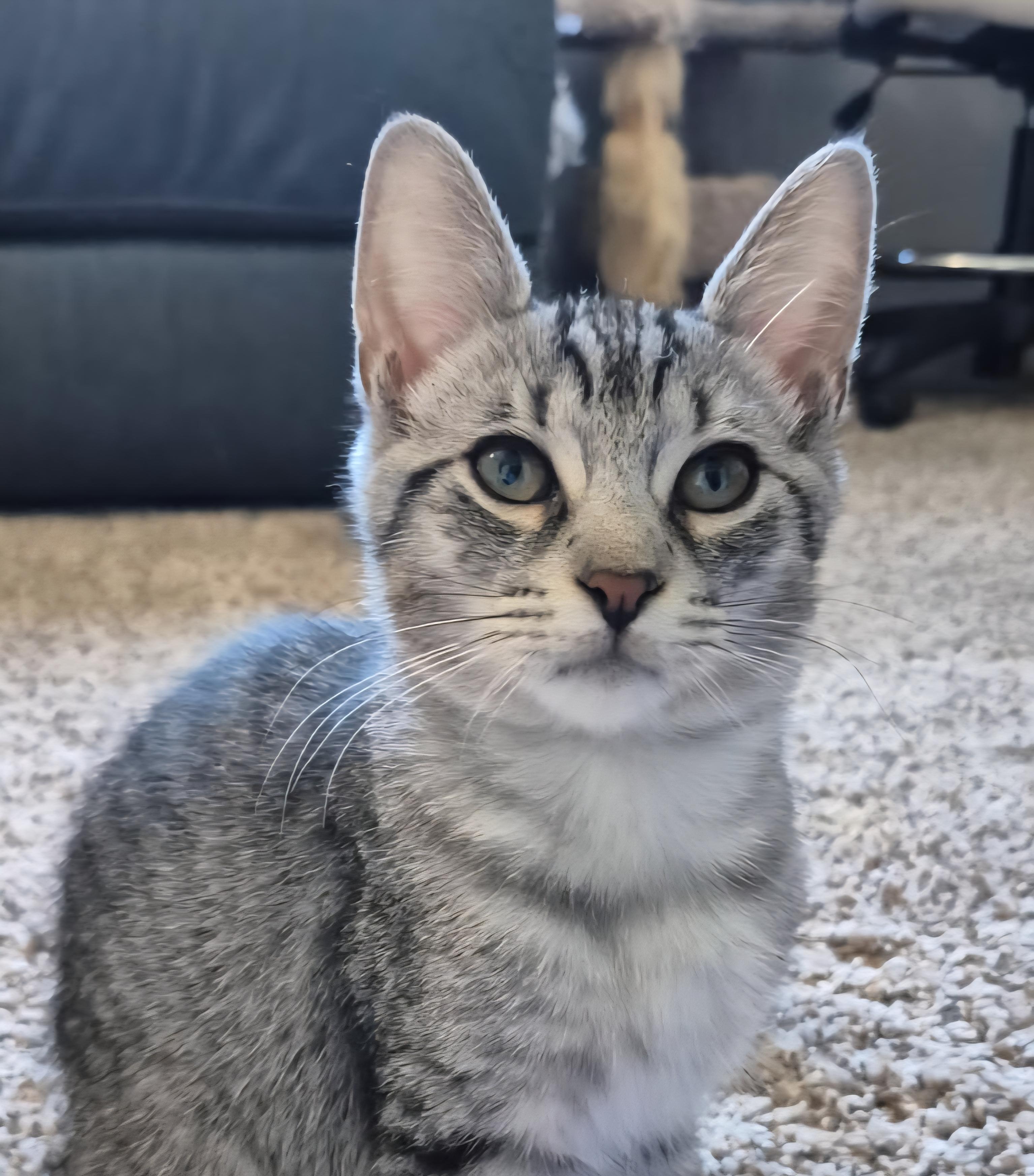 Bishop, Adoptable, Kitten Male Domestic Short Hair & Tabby.