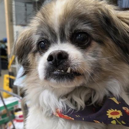 Enlarge Sweetums, a Adoptable mixed breed in Merriam, KS image 1/1