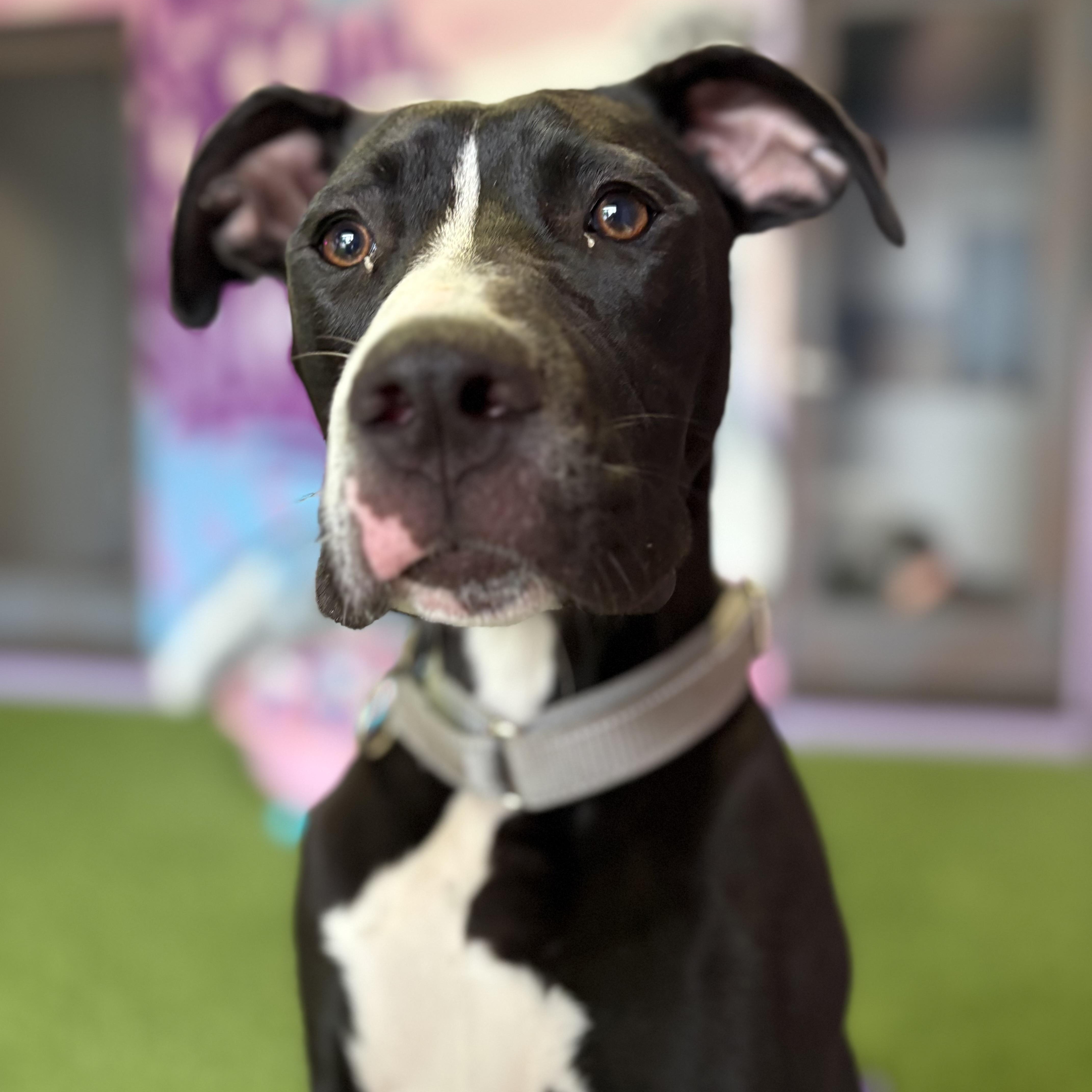 Enlarge Cleo, an adoptable mixed breed in Cumberland, RI image 4/6