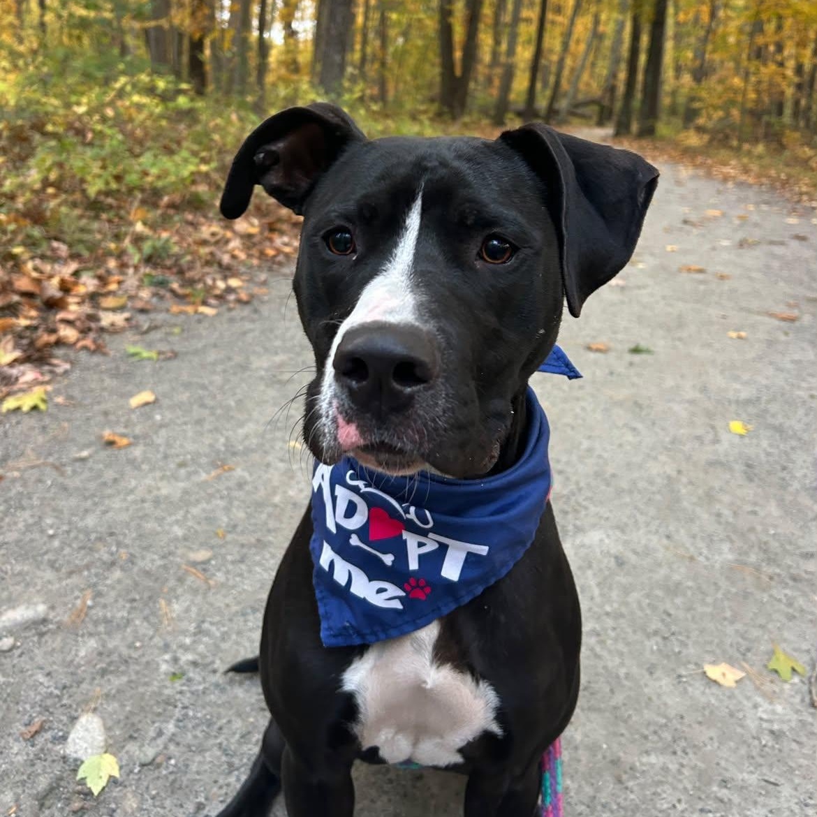 Enlarge Briar, a Adoptable mixed breed in Cumberland, RI image 6/6