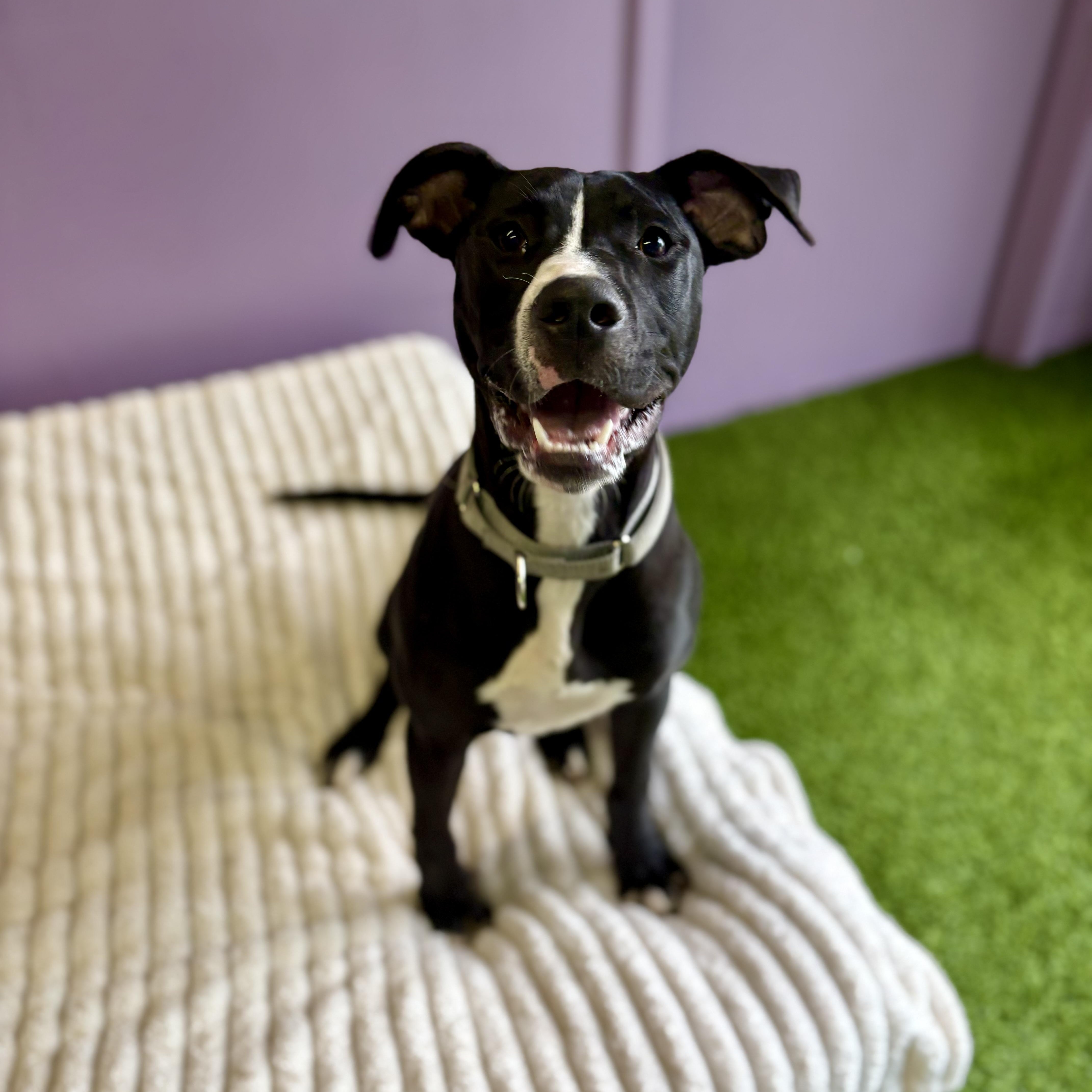 Enlarge Cleo, an adoptable mixed breed in Cumberland, RI image 6/6