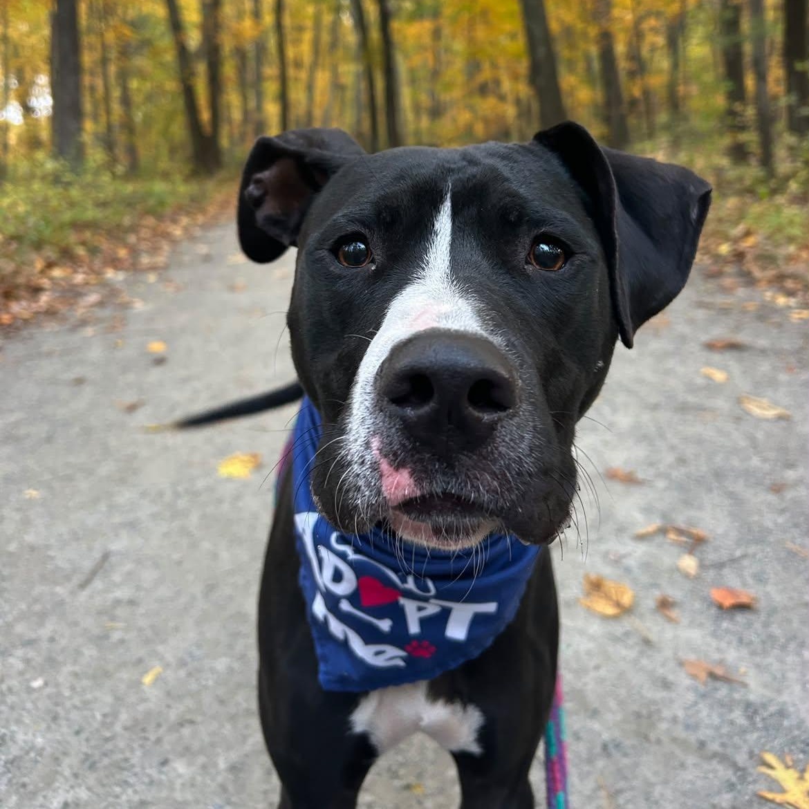 Enlarge Briar, a Adoptable mixed breed in Cumberland, RI image 5/6