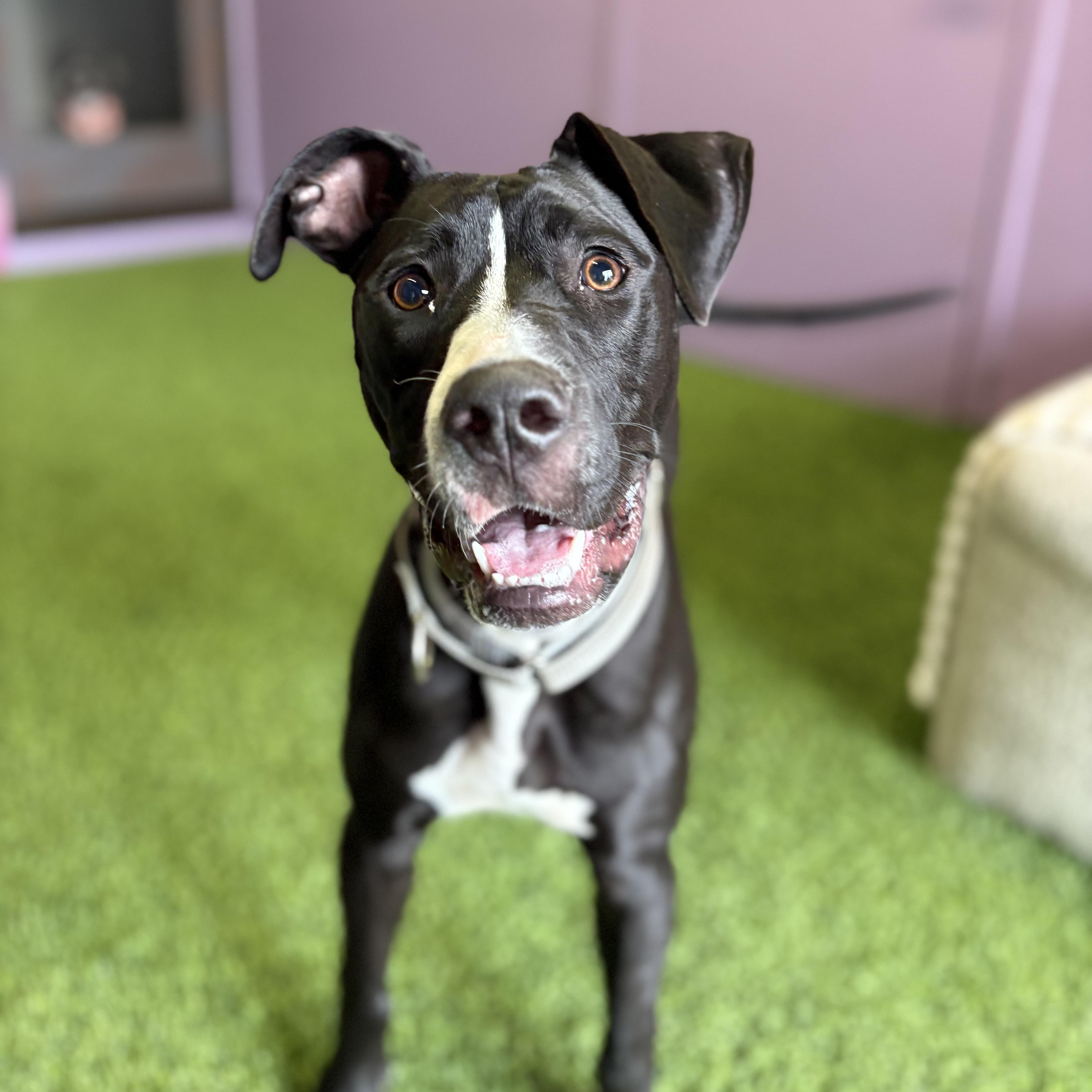 Enlarge Cleo, an adoptable mixed breed in Cumberland, RI image 2/6