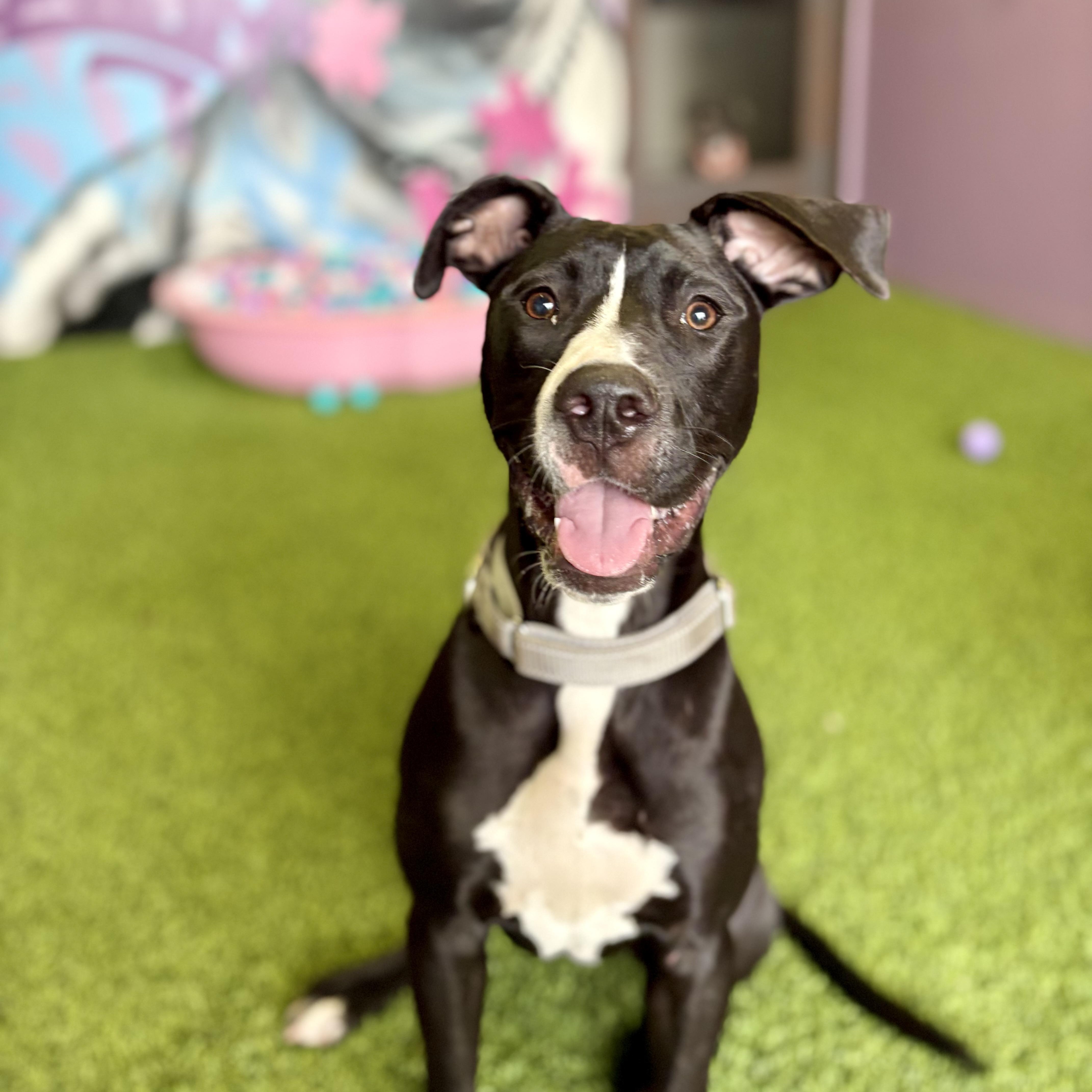 Enlarge Cleo, an adoptable mixed breed in Cumberland, RI image 3/6