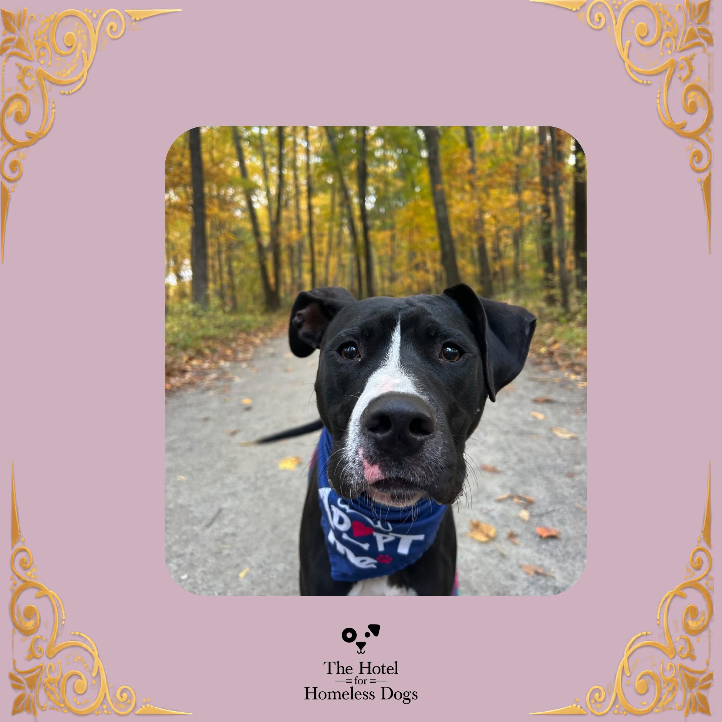Enlarge Briar, a Adoptable mixed breed in Cumberland, RI image 1/6