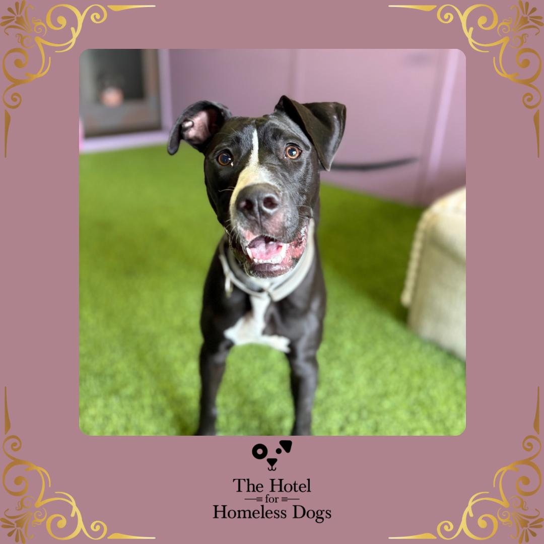 Cleo, adoptable, Puppy Female American Staffordshire Terrier & Terrier.