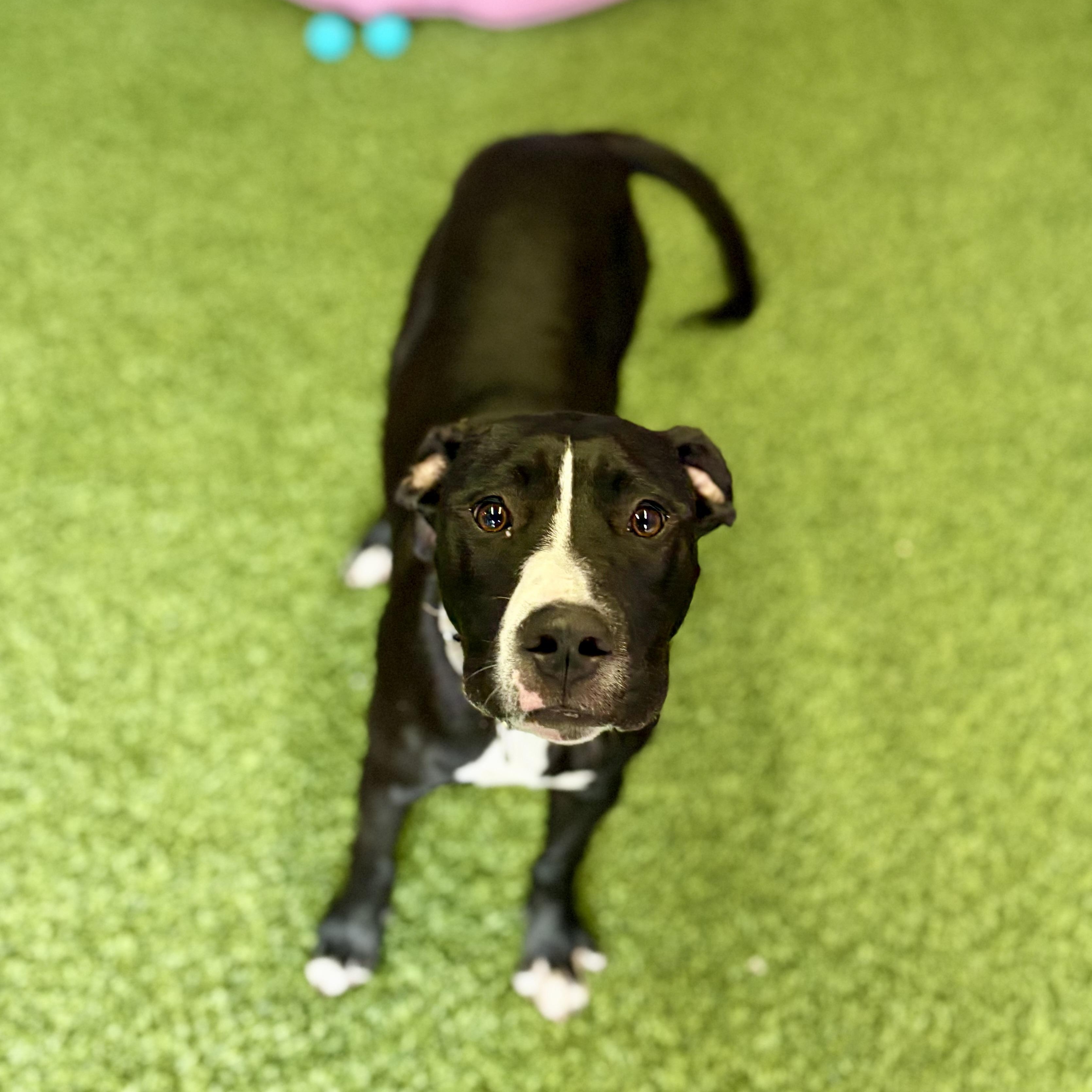 Enlarge Cleo, an adoptable mixed breed in Cumberland, RI image 5/6