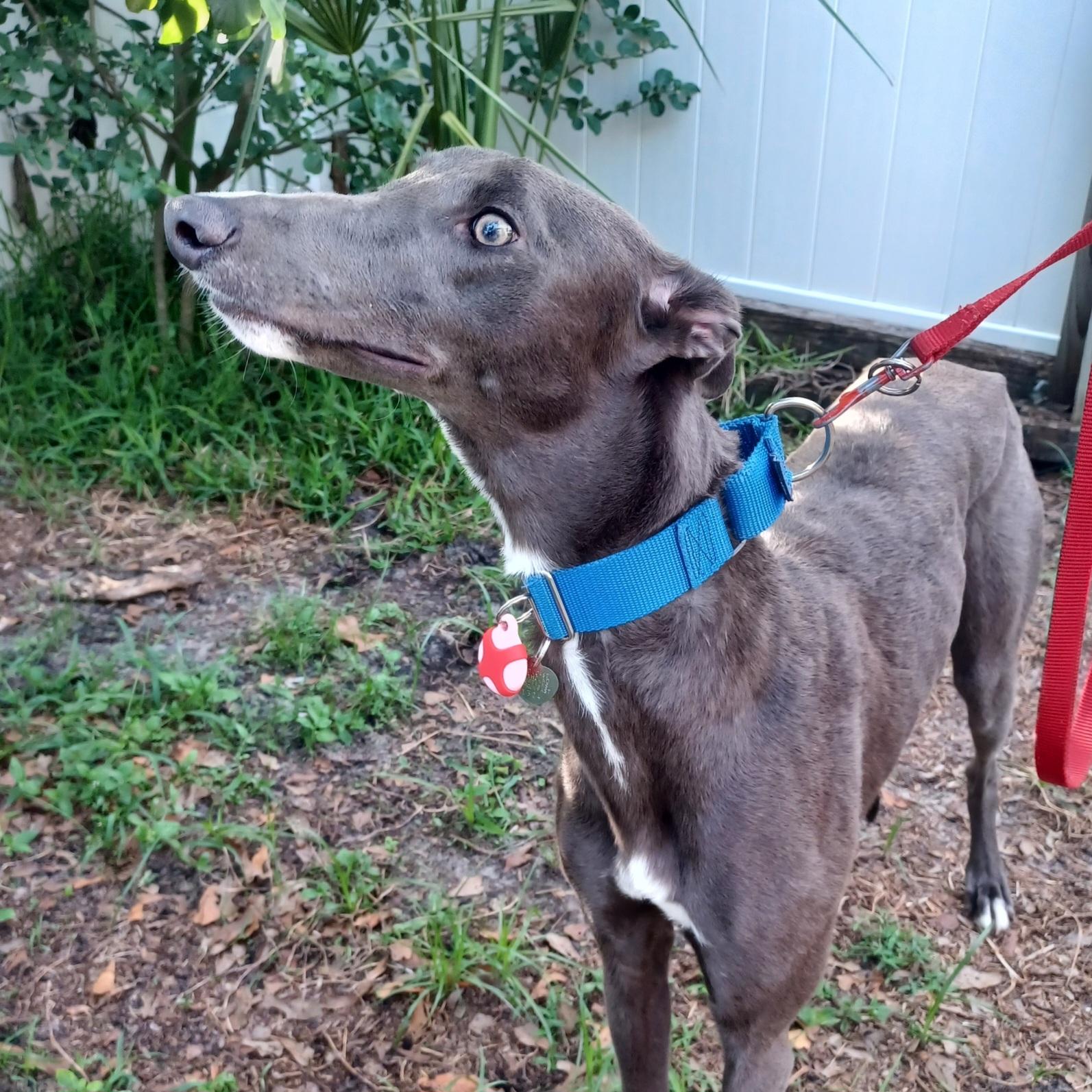 Nigel, a Adoptable Greyhound in Tarpon Springs, FL image 1/5