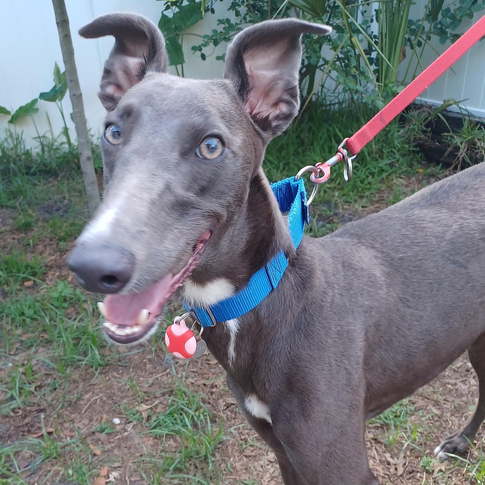 Nigel, a Adoptable Greyhound in Tarpon Springs, FL image 2/5