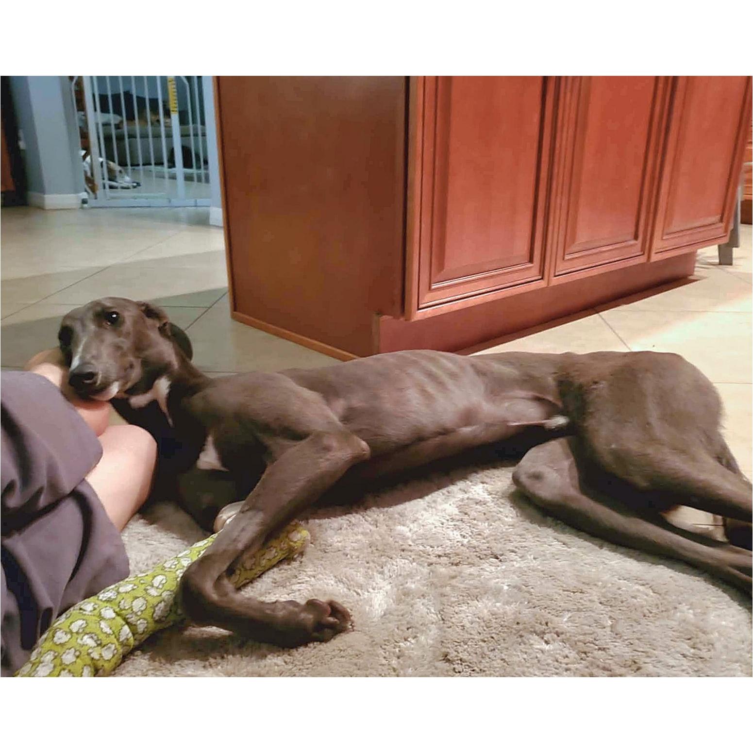 Nigel, a Adoptable Greyhound in Tarpon Springs, FL image 3/5