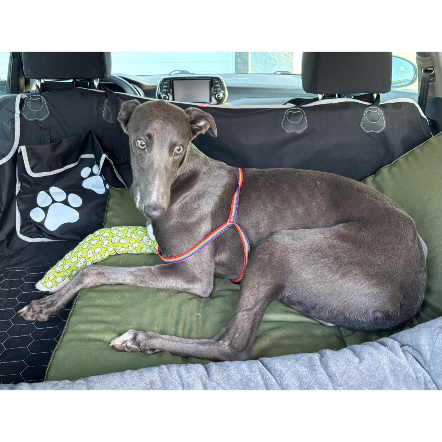 Nigel, a Adoptable Greyhound in Tarpon Springs, FL image 4/5