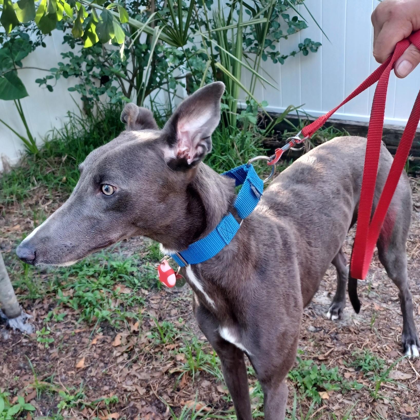 Nigel, a Adoptable Greyhound in Tarpon Springs, FL image 5/5