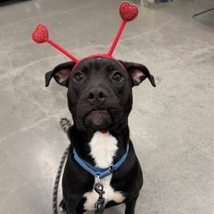 Bilbo Waggins, Adoptable, Adult Male Mixed Breed & Mixed Breed.