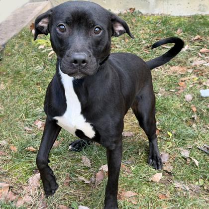 Bilbo Waggins, Adoptable, Adult Male Mixed Breed & Mixed Breed.