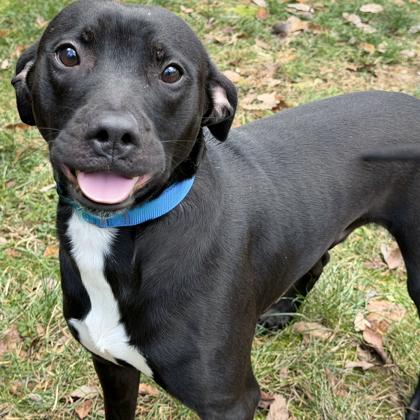 Enlarge Bilbo Waggins, a Adoptable mixed breed in Voorhees, NJ image 2/3
