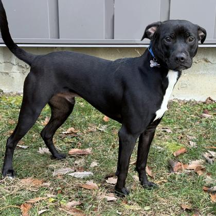 Enlarge Bilbo Waggins, a Adoptable mixed breed in Voorhees, NJ image 3/3