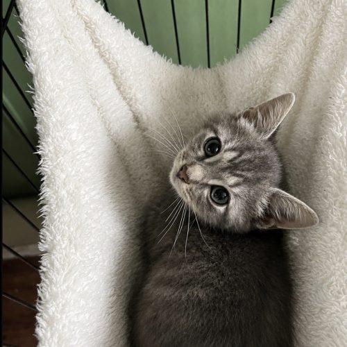 Jinx, Adoptable, Kitten Female Tabby.