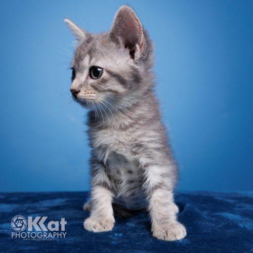 Jinx, a Adoptable Tabby in Edmond, OK image 2/5