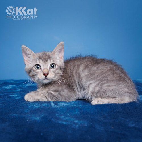 Jinx, a Adoptable Tabby in Edmond, OK image 3/5