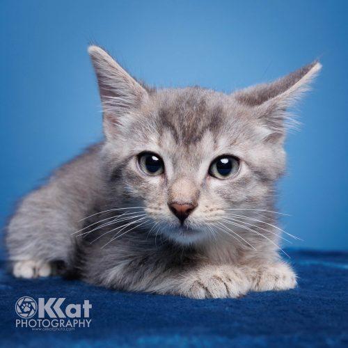 Jinx, a Adoptable Tabby in Edmond, OK image 4/5