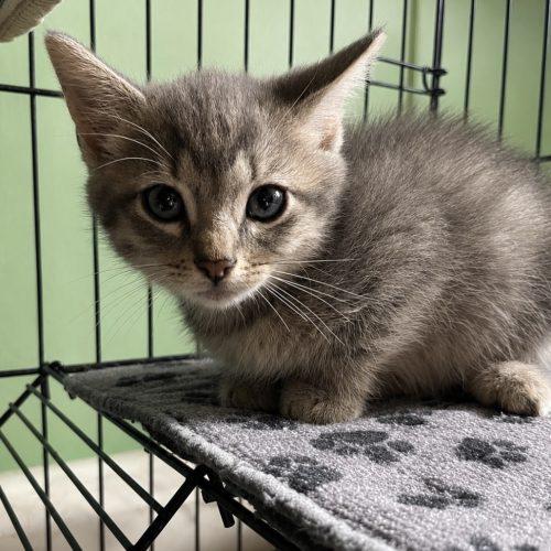Jinx, a Adoptable Tabby in Edmond, OK image 5/5
