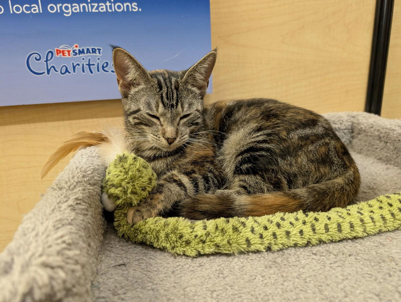 Dizzy Izzy, Adopted, Young Female Domestic Short Hair.