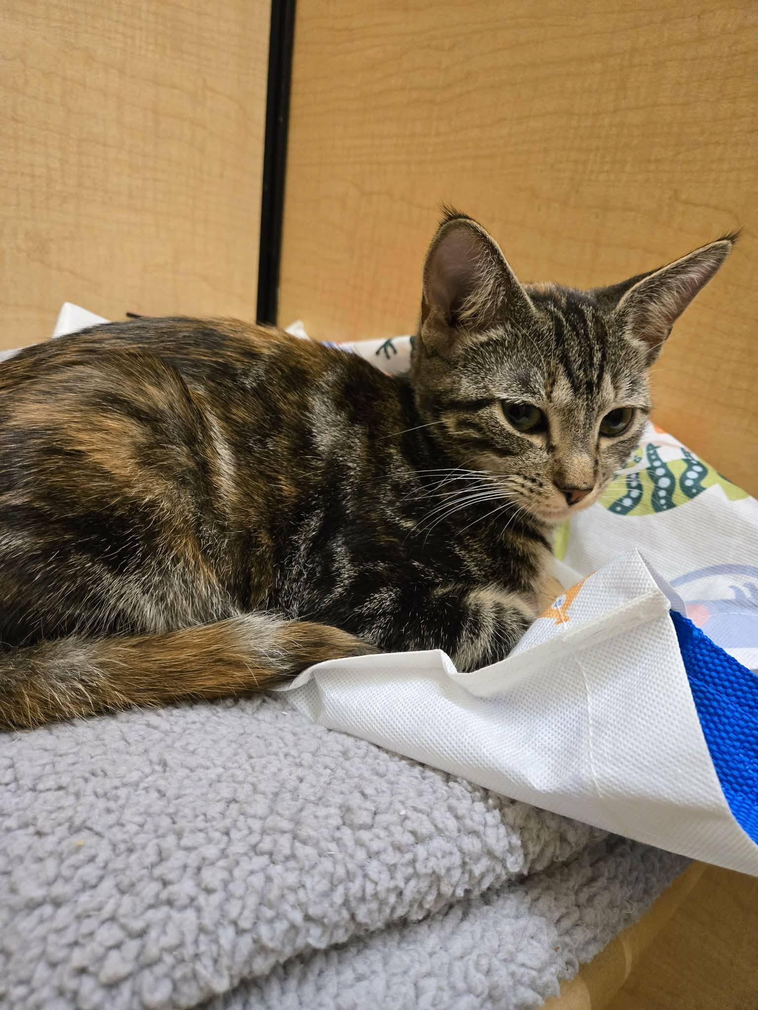 Enlarge Dizzy Izzy, a Adopted Domestic Short Hair in Camden, SC image 2/3