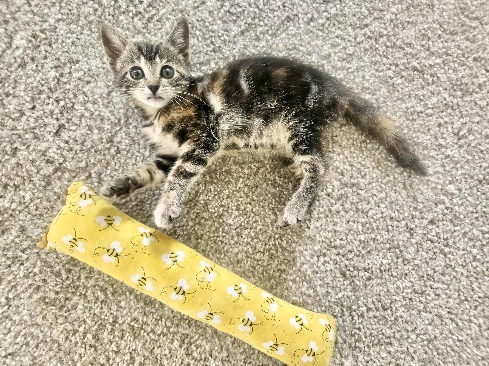 Enlarge Dizzy Izzy, a Adopted Domestic Short Hair in Camden, SC image 3/3