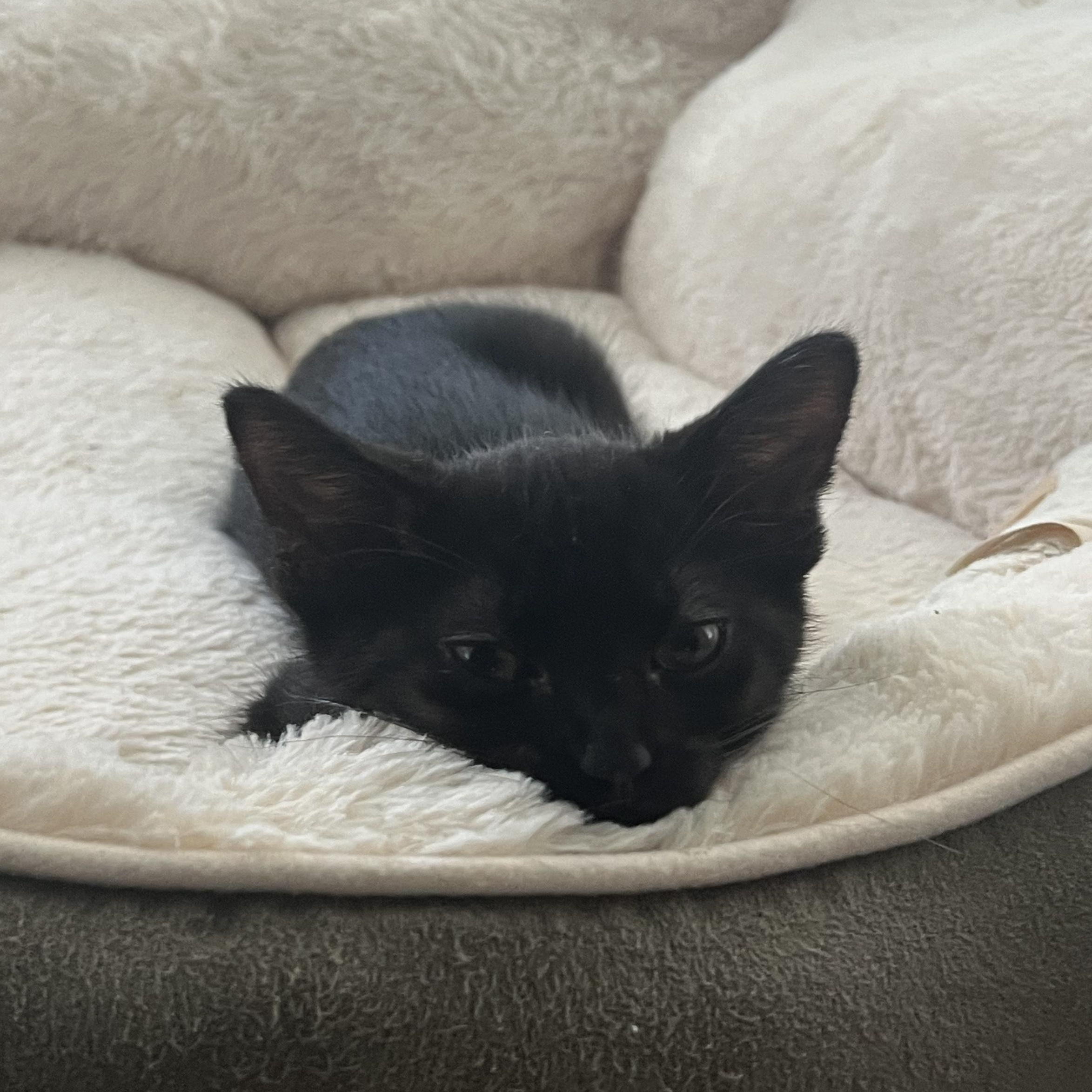 Enlarge Hypnus, a Adoptable American Shorthair in Katy, TX image 2/3