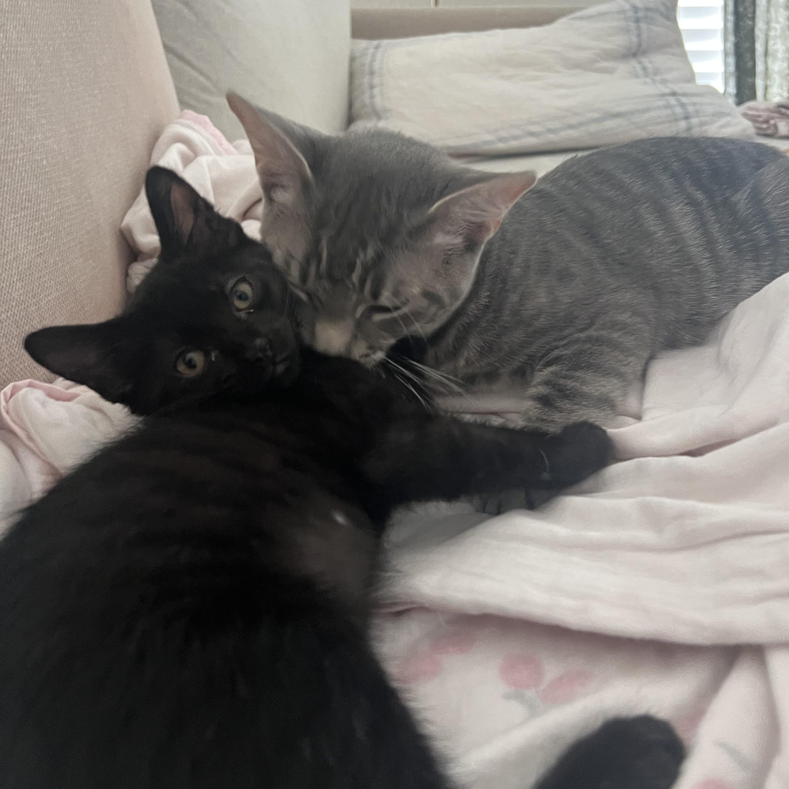 Enlarge Hypnus, a Adoptable American Shorthair in Katy, TX image 3/3