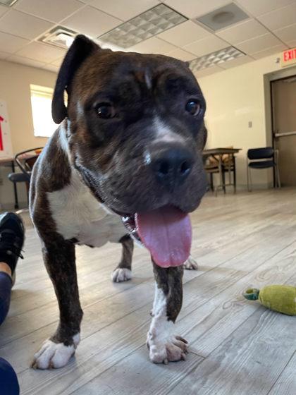 Big Foot, Adoptable, Adult Male American Staffordshire Terrier & Mixed Breed.