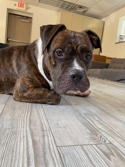 Big Foot, Adoptable, Adult Male American Staffordshire Terrier & Mixed Breed.