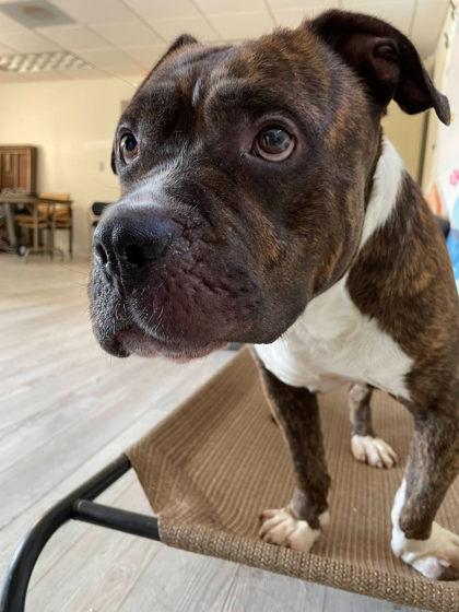 Big Foot, a Adoptable mixed breed in South Bend, IN image 3/3