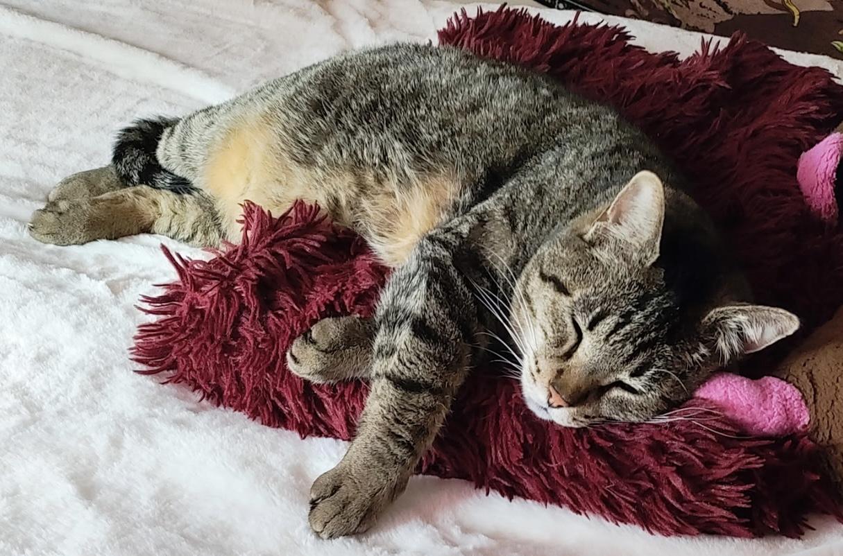Bobby, Adopted, Adult Male Domestic Short Hair.