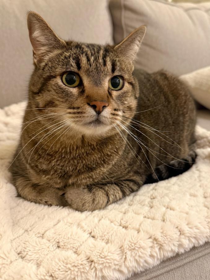Enlarge Bobby, a Adopted Domestic Short Hair in Twin Falls, ID image 2/2