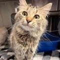 Coyote, Adoptable, Adult Female Domestic Long Hair.