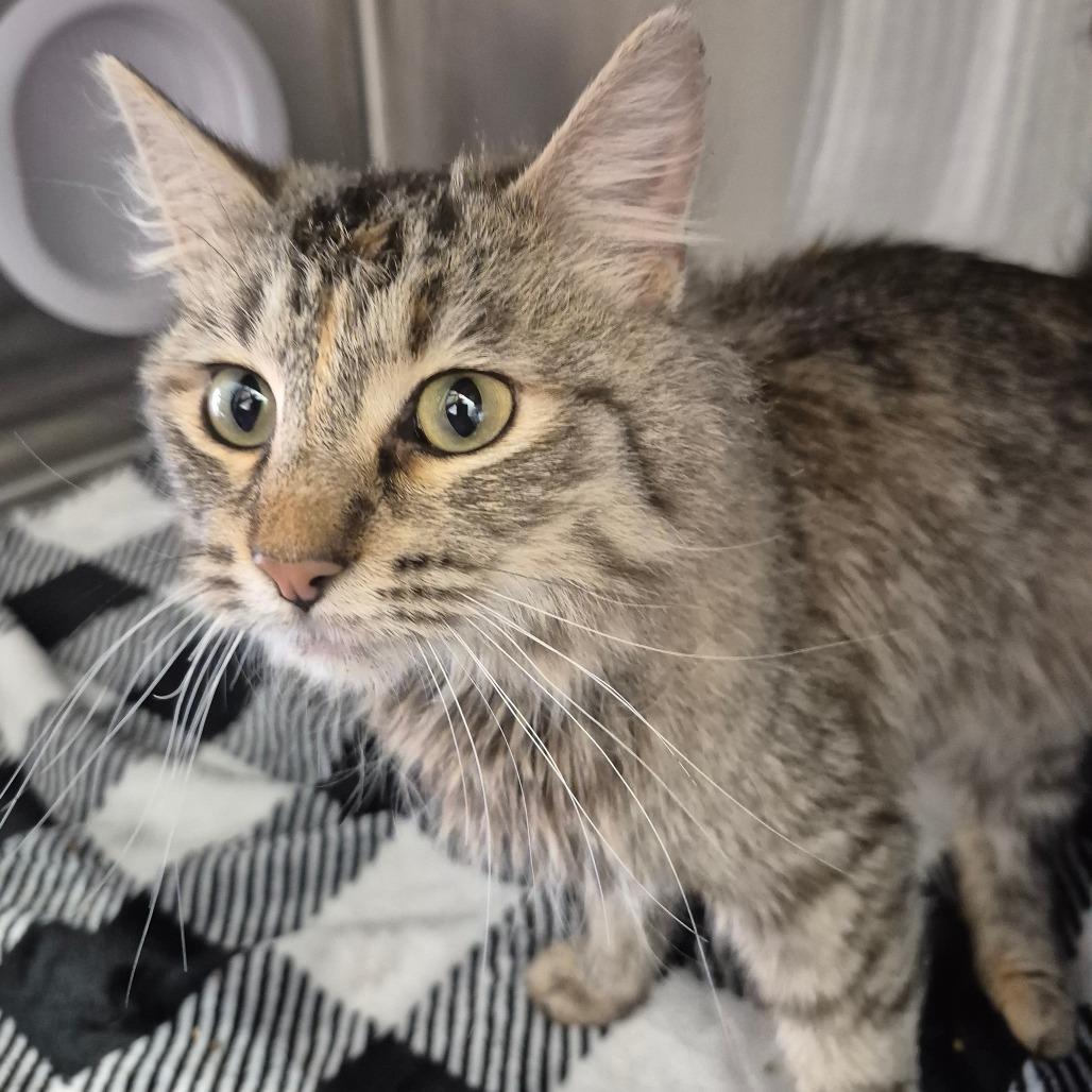 Enlarge Coyote, a Adoptable Domestic Long Hair in Kingman, KS image 2/2