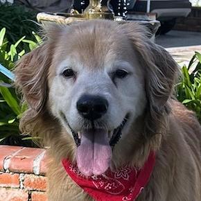 Marley, ADOPTABLE, Senior Male Golden Retriever.