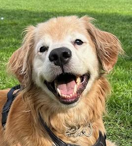 Marley, ADOPTABLE, Senior Male Golden Retriever.