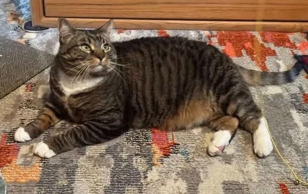 Bonnie, Adoptable, Adult Female Tabby.