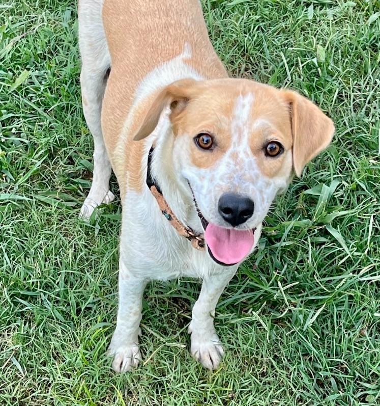 Enlarge Strawberry, a Adoptable mixed breed in Joppa, AL image 3/4