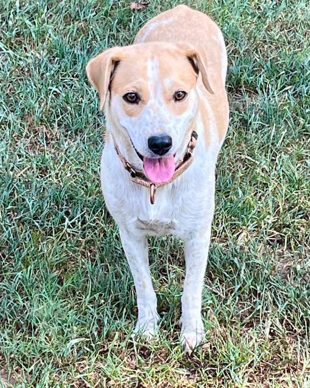 Enlarge Strawberry, a Adoptable mixed breed in Joppa, AL image 4/4